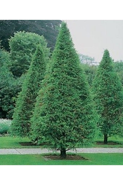 Метасеквоя гліптостробусовидна | Metasequoia glyptostroboides | Метасеквоя глиптостробусовая